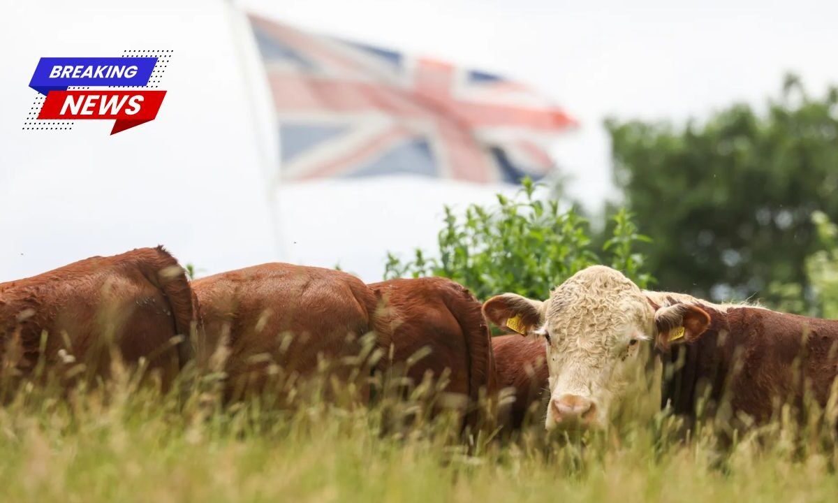 UK Beef Now Available in the US Without Tariffs, Lowering Costs for British Businesses